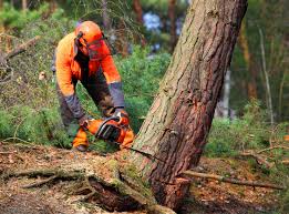 Best Utility Line Clearance  in College Station, TX