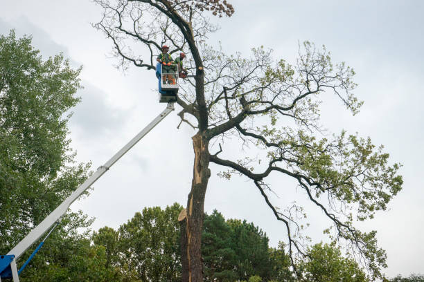 Trusted College Station, TX Tree Services Experts